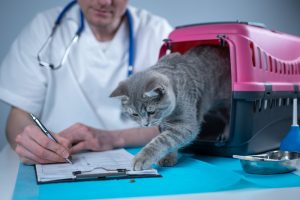 vet writing and curious grey tabby coming out of carrier, raw cat food